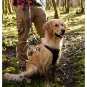 Harnais Bivouak technique pour chien
