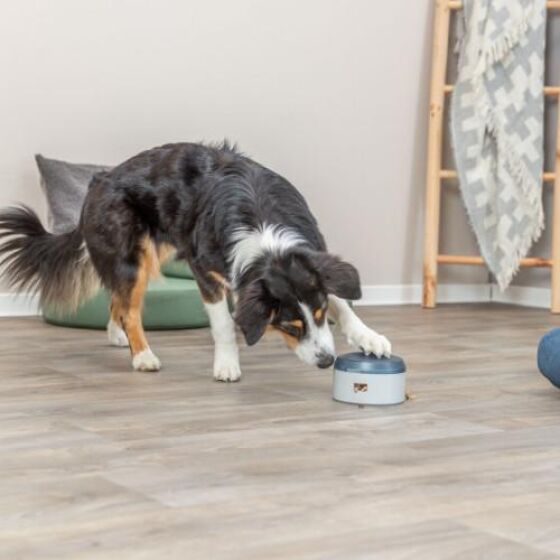 Buzzer de Récompense pour Chien