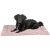Matelas Lonni pour Chien : Confort, Douillet et Style Moderne