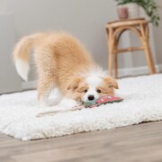 Jouet chien cuir véritable et corde dragon