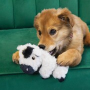 Jouet KONG Comfort Tykes cow pour chiot et petit chien