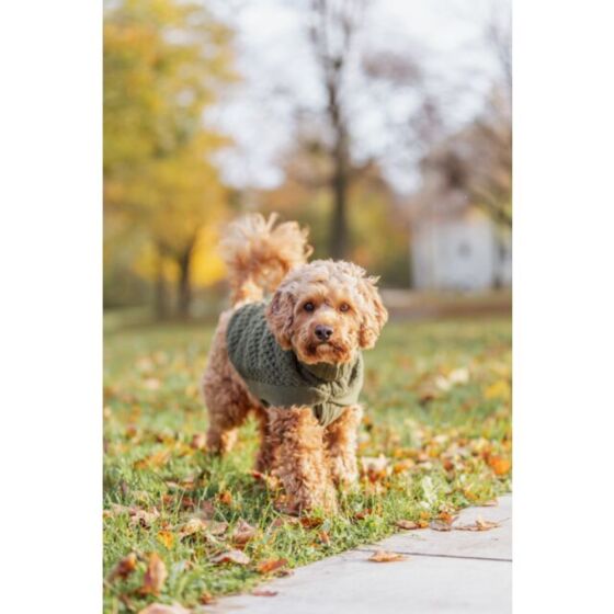 Pull pour chien : Ultra confort Norwood vert olive