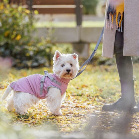 Manteau imperméable pour chien Pontis Rain harnais intégré