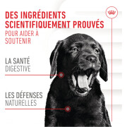 Friandises Immunité & Digestion Soft Chew – Complément pour chien/chiot