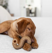 Jouet à mâcher Tripe Bone pour chien