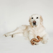 Jouet à mâcher Tripe Bone pour chien