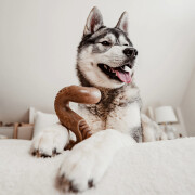 Jouet à mâcher Tripe Bone pour chien