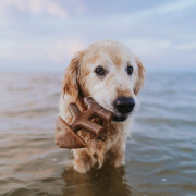 Jouet à mâcher Fishbone pour chien