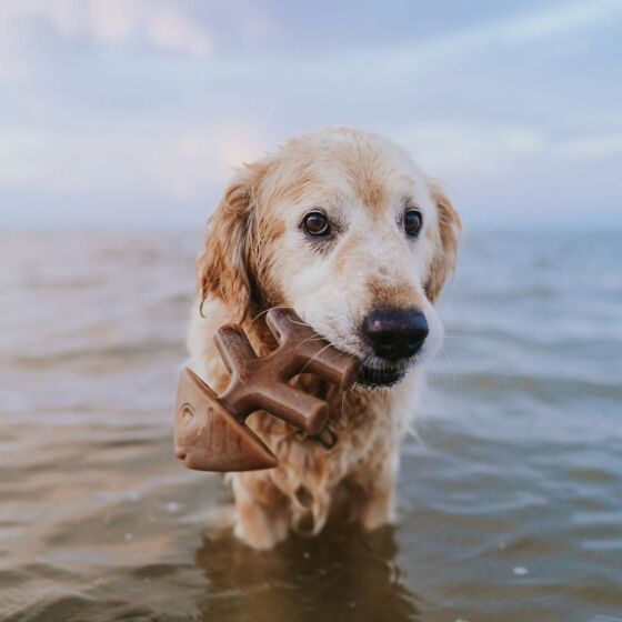 Jouet à mâcher Fishbone pour chien