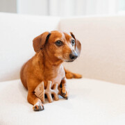 Jouet à mâcher Tiny Pack Fishbone pour petit chien