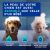 Shampooing Douxo Spa anti-odeurs pour chien 250 ml